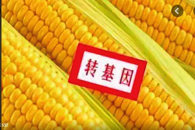 警惕！国家级转基因大豆玉米品种审定标准印发
