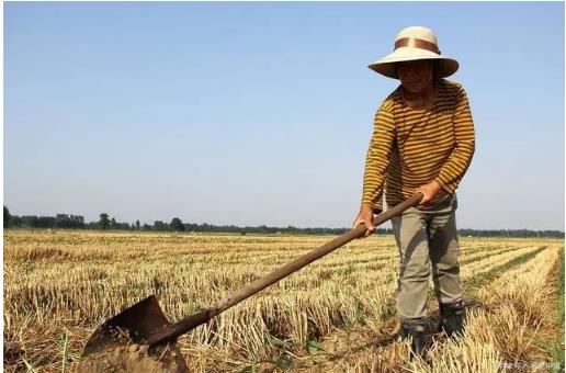 收购青麦和粮食安全背后：农民的利益谁在乎？