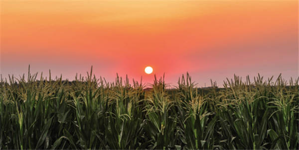 吉林省梨树县国家百万亩绿色食品原料（玉米）标准化生产基地核心示范区（7月23日摄） 许畅摄 / 本刊