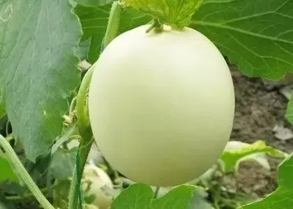 许准：没有资本控制的科技进步是可能的吗？